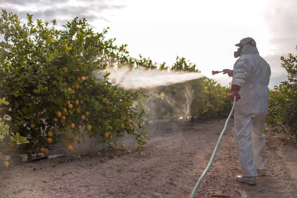 Best Ant Control Services  in Forks, WA