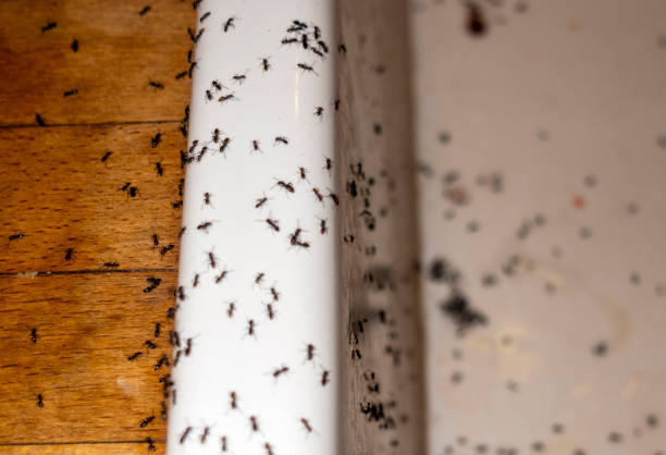 Best Wildlife Control Services  in Forks, WA