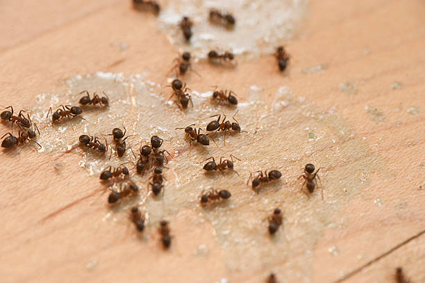 Best Residential Pest Control  in Forks, WA