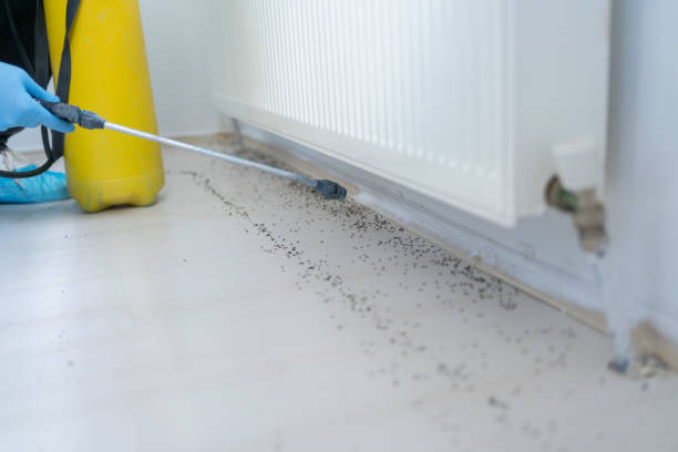 Best Affordable Pest Control Services  in Forks, WA