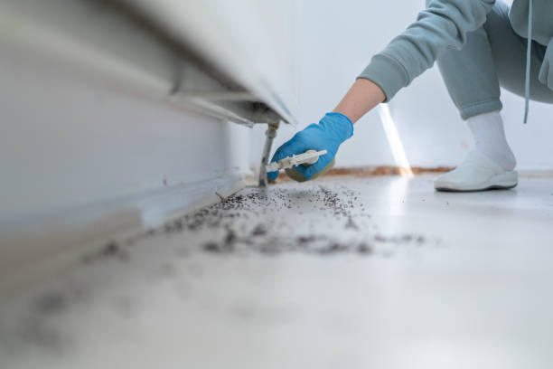 Best Bed Bug Extermination  in Forks, WA